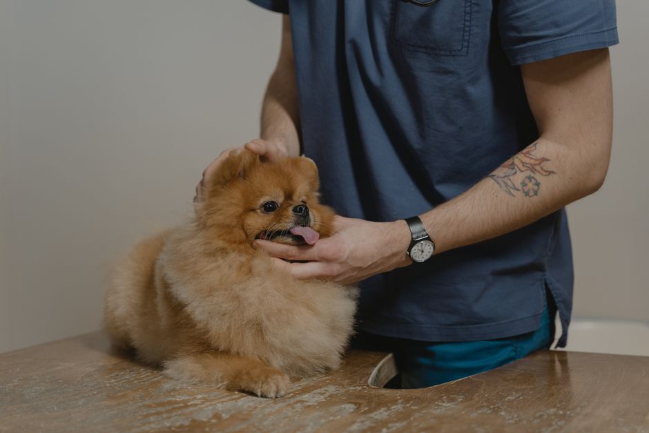 Veterinário consultando dados organizados de clientes e agendamentos no tablet